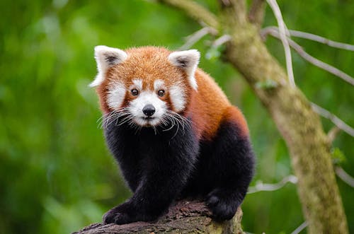 Red panda (Ailurus fulgens)